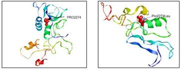 Figure 5: Schematic structures of the Proline (left), present in Reference sequence and the mutant residue Leucine (right). The backbone is depicted in red color which appears same for each amino acid. The side chain, peculiar for each amino acid, is depicted in black color [17]. Structural peculiarity of proline is that it is the unique amino acid in which the side chain is linked to the protein backbone twice, forming a pentagonal nitrogen containing ring. This transforms proline into an imino acid (since the isolated form of proline has an NH2+ instead of NH3+). Due to this change proline is unable to embrace several of the main-- chain conformations that are conveniently taken up by all other amino acids. For this reason protein structures usually contain proline in sharp & rigid turns (i.e. where the direction of polypeptide chain must be changed). Proline causes kinking in α-helices, because of its inability to adopt a normal helical conformation. Due to these properties, rare involvement of proline is seen in active or binding sites of proteins.