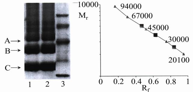 Figure 3: Electrophoregram of membrane proteins of stressed (1) and control (2) rats; Standard proteins with known molecular weights (3); Rf – density index. To reveal aggressive animals a special method was developed by the use of biologically active plant lectins [3, 5].