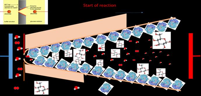Figure 1: General scheme describing the detection scheme and modified polymer. Principle arrangement of experimental setup to study voltage-current dependences in ion track-containing foils embedded in electrolytes The description of the sensing reaction of glucose with the enzyme GOx looks as follows: a) the overall net reaction is: Glucose (C6H12O6) + O2 (due to enzyme-induced oxidation) gluconic acid (C6H12O7) + O; b) this remaining O attaches to some H2O to form peroxide H2O2 ; c) the product: gluconic acid dissociates around pH=7. Thus, the conductivity of the liquid changes (essentially if the product is enriched in the track’s confinement); this is what is measured by the sensor [3,4]. In particular, a complicated biochemical kinetics of basic reaction of glucose detection depends on track qualities (e.g., track creation mechanism, foil material properties), enzyme (GOx) distribution on the track surface, geometry of the etched track etc. All these factors are the subject for the nearest special research. Moreover, the detailed kinetics of reaction is the object of 3D-modelling to design the optimal geometry of nanosensor active space. This allows creating optimal nanosensors with the increased efficiency. Experimental and theoretical calibration dependences demonstrate similar trends. The proposed device can serve to detect physiologically relevant glucose concentrations.