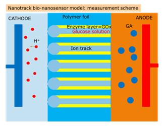 Figure 5: a) Simulation of H+ ion current via observation time in case of saturation; b) Theoretical model of typical calibration dependence based on chemical kinetics results. Simulation of induced H+ ioncurrent via glucose concentration Taking into account the probable process of H+ ions recombination we can modify simulation equations (10.1) as: