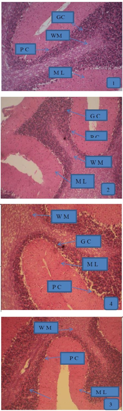 Figure 1: Photomicrographs of a section of cerebellum in control- (a), NaF- (b), BTE- (C) and NaF+BTE-treated rats (d). ML (molecular layer); GC (Granular cells); PC (Purkinje cells); WM (White matter). Control rat, shows normal molecular layer, closely packed granular cell layer, mono layer of purkinje cells and normal white matter, NaF-treated rat, shows disrupted layer of purkinje cells and disappearance of purkinje cell layer in some areas, slight disruption of molecular and granular layers and decreased number of white matter, BTE-treated rat, shows normal molecular layer, closely packed granular cell layer and mono layer of purkinje cells and NaF+BTE-treated rat, shows mono layer arrangement of purkinje cells with mild disorganization, normal white matter, mild variation in molecular and granular layers compared with control. (H & E paraffin stain; ×200, transverse section).