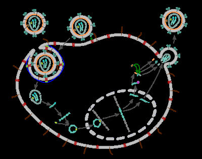 Figure 1: Polymerase Chain Reaction (PCR). Infection with hepatitis C virus (HCV) is a major global health concern. With an estimated 170 million people infected with HCV worldwide, this disease is proving to be an escalating economic, social and health burden [1,2]. Although the prevalence of HCV infection seems to have declined in the past two decades in the United States [3,4], Western and Northern Europe [5,6], Japan [7] and Australia [8], the burden of this disease in many of the lesser developed and developing countries is continuously on the rise [2]. Awareness, improved safety of blood products, the availability of affordable and effective HCV therapies have contributed significantly to the decline in HCV in developed countries. However, lack of awareness, inadequate blood screening facilities, nosocomial transmission and a lack of effective treatments (due to various reasons) have so far been the major factors responsible for seemingly inexorable rise in HCV infection in many developing countries [2,9].