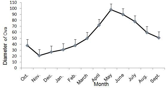 Figure 8: Average diameter of the ova of Monopterus cuchia showed increasing and decreasing trends in different months.
