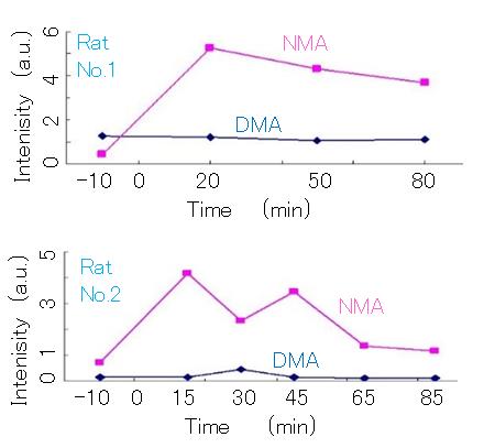 Figure 2: The time t in min was set to 0 when the NMA solution was injected. The molar concentration ratio was measured for the two rats at 10 min before the injection (t = -10). After the injection, the ratios were measured at t = 20, 50, and 80 min for one rat (no. 1) and at t = 15, 30, 45, 65, and 85 min for rat no. 2. These measurement times t are denoted by the central times of each gas collection performed for 10 min. The concentrations of NMA and DMA in the tail gas of rat nos. 1 and 2 were the same at 10 min before injection. Because both NMA and DMA do not exist in the body, these two intensity levels were assumed to be the accurate limit of detection determined by the noise level. Notably, the concentration of NMA peaked at t = 20 min (rat 1) and t = 15 min (rat 2), then decreased until over t = 80 min. The DMA concentration was maintained at almost constant values, whereas the NMA concentration increased and then decreased for rats 1 and 2. There were no correlations between the NMA and DMA concentrations. Therefore, we concluded that NMA as a cryopreservative was not methylated into DMA in the living body.