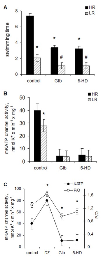 Figure 1: The impact of mKATP channel activity on the endurance to physical stress. Swimming time (A) and mKATP channel activity (B) were monitored in high and low resistant animals (HR and LR) with no treatment (control) and after the application of glibenclamide and 5-HD in vivo; C – the effect of mKATP channels opening in vitro on the P/O ratio in rat liver mitochondria. M±m, n=9; A, B: * - P<0.05 relative to control (HR, no treatment), # - P<0.05 as compared to control (LR, no treatment); C: * - P<0.05 as compared to control (native liver mitochondria, incubation medium). HR group without pharmacological treatment exhibited higher mKATP channel activity and better endurance to physical stress (Figures 1A & 1B). Unlike this, glibenclamide and 5-HD dramatically reduced physical endurance of the animals and were equally effective in the blockage of mKATP channel _in vivo_ (Figures 1A & 1B). mKATP channel activity in animals treated with mKATP channel blockers was close to standard experimental error (Figure 1B). In parallel experiments, the effects of mKATP channel opening and blockage on mitochondrial functions were studied _in vitro_. mKATP channel activity was assessed as the component of state 4 respiration sensitive to the addition of ATP in the presence of Mg2+ so that the addition of ATP reduced the rate of respiration. mKATP channel in control animals contributed 4.0±1.0 ng- аt.О∙min−1∙mg-1 to state 4 respiration on complex I substrate glutamate. Considering the stoichiometric ratio between the rate of K+ uptake and the rate of respiration, K+/O=10 for complex I substrates, native mKATP channel activity could be estimated as 40 nmol K+·min−1·mg−1 [15]. This well coincided with mKATP channel activity assessed with K+ electrode. The same as _in vivo_, complete blockage of mKATP channel by its blockers was observed _in vitro_ in the presence of mKATP channels blockers in the incubation medium (Figure 1C). Mg∙ATP-dependent component of the respiration in the presence of glibenclamide and 5- HD was reduced to the level of standard experimental error, which proved the blockage of mKATP channel activity _in vitro_. The impact of mKATP channel opening on mitochondrial functions was assessed polarographically. Representative polarographic curves showing the effects of mKATP channels opener diazoxide and the blocker, glibenclamide, are shown on Figure 2. The data showing the modulation of mitochondrial functions by mKATP channel opening were summarized in the Table. In the presence of diazoxide the rate of state 4 respiration in mitochondria oxidizing glutamate was increased because of the activation of K+ cycle, which we have shown earlier, which in rat liver mitochondria was not accompanied by depolarization [16]. The activation of K+ cycle eventually resulted in mitochondrial uncoupling (reduction of respiratory control ratio, RCR), and also in slowing down of the ADP-stimulated respiration (state 3) accompanied by the inhibition of ATP synthesis, which was indicated by the decrease of _J_ADP (Table). The return to state 4 after ADP consumption again was characterized by elevated respiration rate (_J_4ATP) relative to control, and was explained by the activation of K+ cycling. Nevertheless, mKATP channel opening by diazoxide increased the efficiency of ATP synthesis (P/O), which was rather unexpected considering uncoupling effect of diazoxide.
