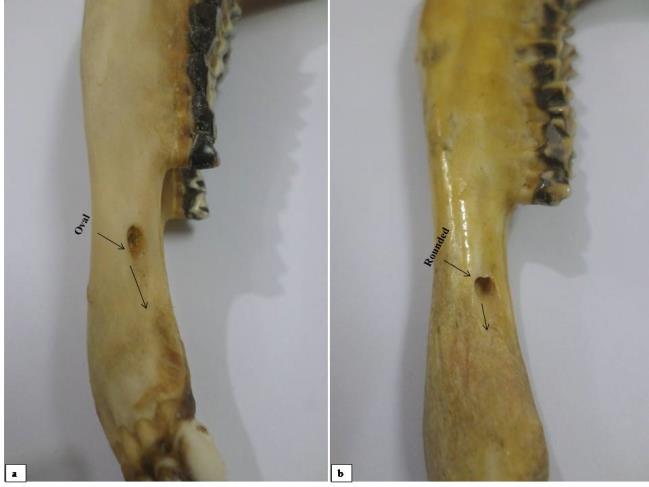 Figure 2: a. Oval shaped mental foramen and b. round shaped mental foramen. In dried mandible, various shape, size, direction and position of mental foramen were noticed (Figure 2). This study was supported by the studies of Monfared, et al. (2013), Goodarzi N and Hoseini (2013), Kataba, et al. (2014) [4,5,9] where their data showed variation in shape, sized of mental foramen of goat. Oval shaped mental foramen was predominant (85%) than the round shaped mental foramen (15%). Dorso-laterally directed mental foramen was predominant (80%) than the laterally directed (20%) mental foramen (Table 1). This finding suggested, palpating the rostar portion of mandible of Black Bengal goat along the dorso-lateral direction or lateral direction; is easy to find out the mental foramen in live goat.