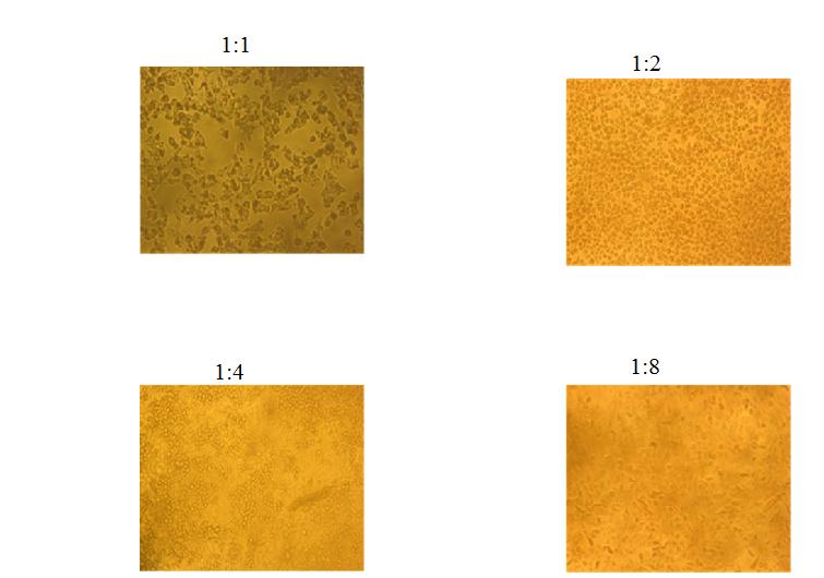 Figure 3: MTT analysis of secondary metabolites extract from E. profundum BC2-11.