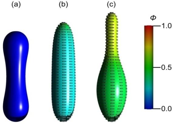 Figure 3: Membrane shapes with superimposed orientational ordering for a fixed relative volume v and Cn on increasing the average concentration of rods ave φ .(a) 𝜙𝑎𝑣𝑒= 0.0 , (b) 𝜙𝑎𝑣𝑒= 0.25 , (c) 𝜙𝑎𝑣𝑒= 0.5 . 𝐶0 = 0 , 𝑣= 0.66 , 𝐶𝑛= 8 , 𝜅𝑛= 𝜅, 𝜅= 30𝑘𝐵𝑇, 𝑅0 = 250 nm , 𝑎0 = 100 nm2. 𝑅0 stands for the radius of a sphere which has the same surface as the membrane. 𝐶𝑛 is expressed in units of 1/R0.