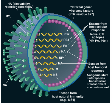 Figure 1: Structure of influenza virus.