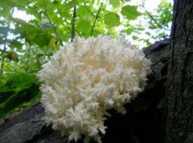 Figure 1: _Hericium coralloides_ in natural conditions.