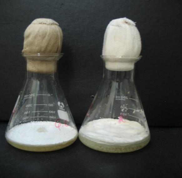 Figure 4: Mycelial culture of _H. coralloides_ strain 2332 in liquid nutrient medium in laboratory bottle. Before the cytokinins analysis mycelial biomass was separated from the culture medium by filtration under vacuum and rinsed twice with 50 ml of potassium- phosphate buffered saline, pH 6.5.