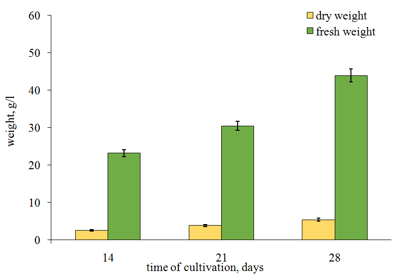 Figure 7: Mycelial biomass growth of _Fomitopsis_ _officinalіs_ strain 5004. Further, the biomass growth significantly slowed down. In the other studied species, the mycelial biomass weight increased slowly, more evenly and gradually (Figure 7). The fresh weight in _H. coralloides_ 2332 was 47.5 g/l of nutrient medium by the 28th day of cultivation whereas that of _F. officinalis_ 5004 was 45 g/l only by the 40th day. In addition, in _F. officinalis_ 5004 the dry weigh increased very slightly from the 20th till the 40th days of cultivation while in _H. coralloides_ 2332 the dry weight increased eightfold during 14 days.