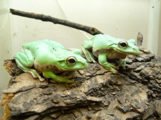 Figure 10: Pair of _Rhacophorus annamensis_ in amplexus with less prominent beak-like projection in male (atop). The collection focused on the development of conservation breeding of Asiatic amphibian fauna programs. While maintain the collection for years it was noted that males of several tree frog species kept in the zoo facility developed the more or less visible beak-like projections between the nostril opening on the anterior tip of the head (herein after referred to as “beak-like projection”).