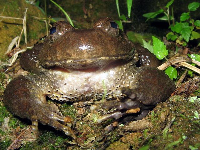 Figure 2: Large spines on front legs and chest of male of large bodied frog species _Quasipaa boulengeri._ Size: in most frog species, mature females reach larger sizes than males (see Figures. 1, 3, 10). Both sexes of the same species develop their sizes to optimize their fitness. It is the reason for diverging body sizes, or even in a difference in male and females shapes [2,3]. Females grow larger than males in most species (61% of urodeles, 90% of anurans), but males are often larger than females in species in which males engage in physical combat with each other [4]. But there is also some variability within this difference. For example, species inhabiting high montane areas may be much smaller in size than the same species from populations at lowlands [5]. etc; Habitus (body shape): females as a rule are more robust and “swelled” because of growing and maturation in _amphibian oocytes during oogenesis_ (See Figure 4); also, males in many species of toads have longer and more robust legs than females due to the need to hold larger females in amplexus during egg clutching. Development of _vocal sacs_, _nuptial pads_, _spines_ and _tusks_ of male anurans appear to be adaptations to male combat and current species mating strategy, or theoretically even both (pers. obs. by M.F.). Interesting examples of the latter one are the spines possessed by adult males of Asiatic dicroglossid frogs of genus Quasipaa (see Figure 2). These large to very large sized terrestrial species exceeding 10 cm in length are able to cause a very serious injury even to humans (issue of blood) as the power of the clinch of their male clasp is very strong.