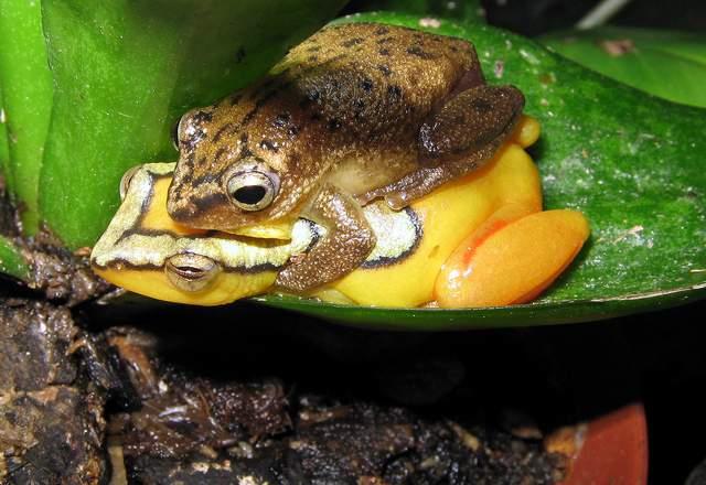 Figure 3: Sexual dichromatism in African spotted reed frog Hyperolius puncticulatus Male atop.