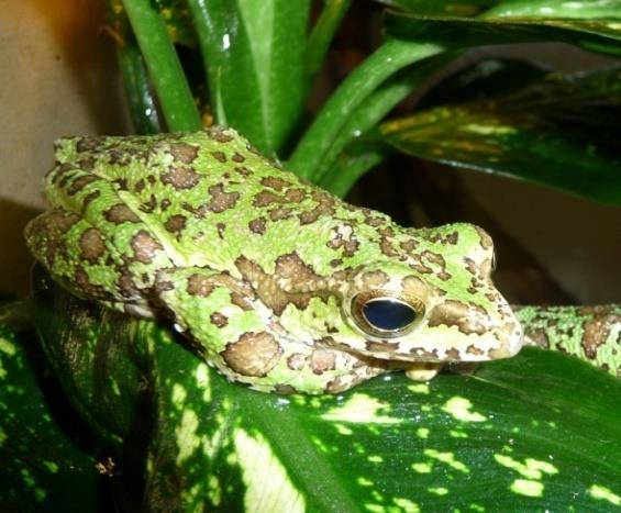 Figure 7: Male _Rhacophorus duboisi_ with not developed beak-like projection outside of the breeding period.