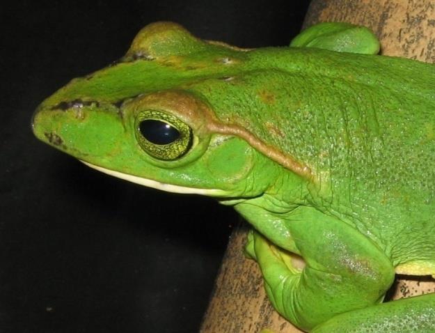 Figure 8: Same specimen of male _Rhacophorus duboisi_ with well developed beak-like projection during the breeding period.