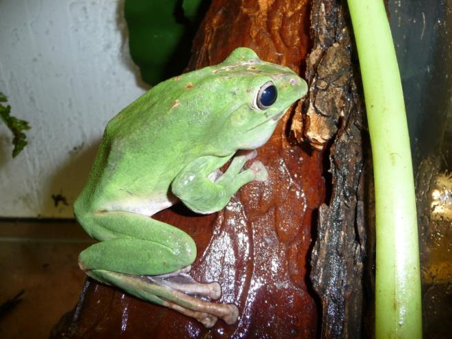 Figure 9: Large adult male of _Rhacophorus dennysii_ with very evident beak-like projection during the breeding period, in vocalizing process.