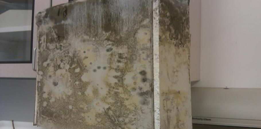 Figure 2: Distribution of mold on the drywall coupon.