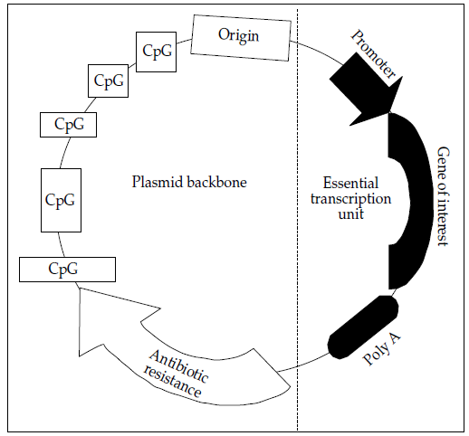 Figure 1: Components of a plasmid DNA vaccine.
