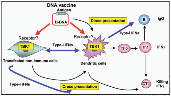 Figure 4: Direct versus cross priming of the adaptive immunity after DNA vaccination both require TBK1. DNA vaccine stimulates the induction of both antigen- specific B cells and CD4+ T cells in haematopoietic cells (i.e., dendritic cells) and CD8+ T cells in non- haematopoietic cells (i.e., muscle cells) throughTBK1 [15].