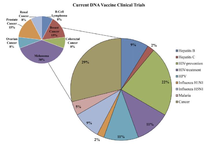 Figure 5: Current DNA vaccine clinical trials. At the time of publication, 43 clinical trials evaluating DNA vaccines were listed as on-going in the clinicaltrials.gov database. The large pie chart shows the percentage of trials by vaccine target. The inset pie chart shows the percentage of trials targeting specific cancers among the 29% of clinical trials that are cancer related. HIV, human immuno deficiency virus HPV, human papilloma virus [11]. Herpes simplex virus (HSV) 1 and 2 vaccines: Animal studies following the development of humoral and cell mediated immune responses upon injection of plasmid DNA constructs encoding gB, gC, gD and gE were performed in mice and guinea-pigs. Immunisation with plasmids expressing gB and/or gD, or both, exerted a clear cut prophylactic effect, which could be demonstrated in mice as well as in guinea-pigs, when immunised animals were challenged with virulent HSV-1 and/or 2. DNA immunisation with the HSV-2 gD vaccine inoculated by the i. m. route, protected mice from lethal disease and prevented the development of genital herpes [14]. A similar effect was demonstrated in guinea-pigs as well. The strength of protection against lethal challenge was comparable to that elicited by sub lethal natural infection [14]. In knockout mice, the establishment of immunity following natural infection required predominantly T/CD8 cells and B lymphocytes, while the efficiency of gD plasmid immunisation depended predominantly on T/CD8 cells [14]. The expression of full-length gD polypeptide remained cell associated due to the trans membrane anchor sequence and induced a Th1 type response (activation of T/CD4 and T/CD8 cells) [14]. In contrast, the expression of secreted gD (lacking the trans membrane sequence) resulted in a Th2 type helper cell response mediating higher antibody levels [14]. The Th1 type protective CTL response following gD DNA vaccination could be enhanced by co-injection with cDNA encoding IL-8 and/or the chemo attractant RANTES [14]. **Human immunodeficiency virus (HIV) 1 vaccines:** As soon as the direct injection of a plasmid was shown to express proteins in recipient host cells and to promote immune responses, several workers demonstrated the ability of HIV-1 env gene-based DNA vaccine to induce expression of corresponding glycoproteins (either the un cleaved precursor gp160 and/or the envelope gp120) in immunised hosts, such as mice, guinea-pigs and non- human primates [14]. The HIV-1 env DNA vaccines provided only partial protection, being effective at challenge with low pathogenic virus strains only [14]. However, in comparison with recombinant protein vaccines, their ability to reduce the virus load (i.e. the levels of viral RNA within the bloodstream) was firmly established [14]. An interesting feature of the HIV-1 DNA vaccine is that it primes for subsequent boost with a corresponding recombinant protein vaccine and the combined immunisation procedure generates a satisfactory antibody response. CTLA-4, the Trans membrane protein expressed on activated T lymphocytes, has a damping role at co- simulation and launching intracellular signalling pathways; activation of this receptor prevents derepression of silenced genes [14]. Over expression of CTLA-4 following combined DNA vaccination results in an increased Th2 type response rather than in eliciting the Th1 type CTL response [14]. Indeed, application of a plasmid encoding HIV-1 g120/CTLA-4 fusion protein, when given in three i. m. injections, elicited a clear-cut and specific antibody response [11,14]. Such an approach might hamper the undesired bystander stimulation of T cells carrying the latent HIV-1 provirus, which increases the infectious virus load in blood [14]. Another approach for enforcing stronger protection is a combined DNA vaccine encoding the envelope gp160 precursor and regulatory proteins such as rev Rajcani, et al. [14]. The expression of structural HIV genes may be further enhanced in the presence of a cis-acting transcription element (CTE) [14]. Combination of CTE þrev sequence with the env sequence was used for the experimental type A HIV-1 vaccine; this plasmid provided a stronger immune response of Th1 type [14]. A serious problem of any HIV-1 vaccination comes from the variability of antigenic domains of the envelope gp120 [14]. Several observations confirmed the differences in progression to AIDS, depending on association with A or Kanthesh M, et al. DNA Vaccines. Vaccines Vacccin 2018, 3(2): 000122. Copyright© Kanthesh M, et al.