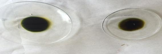 Figure 1: Showing frohede’s test for sample.