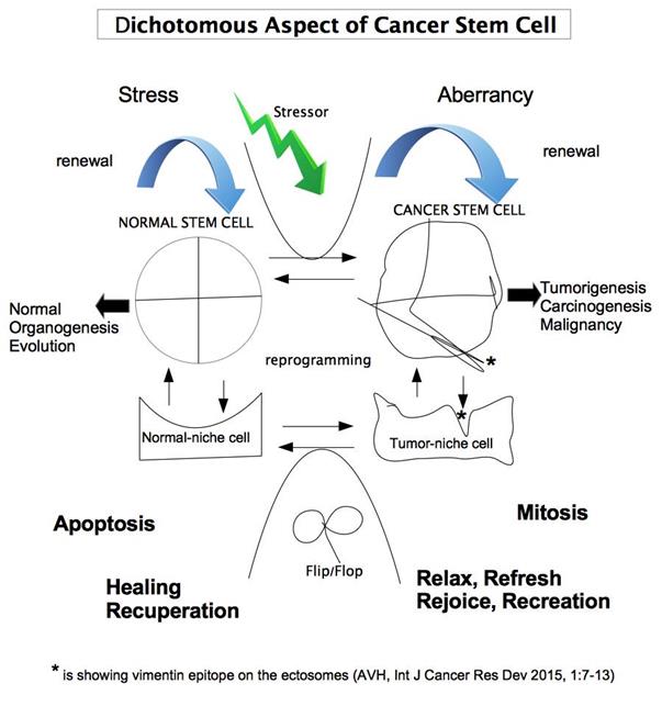 Figure 1: Cancer stem cells are etiologic cells possessing malignant traits e.g. metastasis, invasion and apoptosis resistance. These tumor traits are converted by aberrant altered- vimentin which is the crucial marker of the epithelial- mesenchymal-transition (EMT) of the CSC. During metastasis the reverse transition called the mesenchymal- epithelial-transition (MET) is necessary in order for the circulating tumor cells to colonize the metastasized niche. Reprogramming EMT to MET would be an accomplishment that could lead to cancer recuperation. I have tried to delineate the intervention between Pritumumab and psychological effects on the regulation of tumor growth based on DACSC via the PPIN of TA34 and vimentin. There are two inextricable phases in one state--- dichotomous aspect of cancer stem cell (DACSC) development. Cancer stem cells (CSC) are initiated to grow from normal stem cells (NSC). CSC and NSC are reciprocally participating in EMT/MET when CSCs provoke malignant traits such as metastasis, invasion and anti-apoptosis. Under severe stress, NSC tends to be altered and carcinogenesis during their renewal, which is greatly, influenced by the spatiotemporal architecture of stem cells and their niche cells. Conversely CSC may revert to NSC by losing their carcinogenicity and become susceptible to regular apoptosis from normalized niche, which is implemented by an appropriate condition created by immune surveillance and the autonomous mechanisms for tissue repair which is affected by mental condition in relaxation-transcendency. NSC ordinarily renews for evolutionary adaptation. Simultaneously the state of CSC can adapt to tumor niche created by chronic inflammation and defiance of regular apoptosis. Defective cells that fail the survival game are eliminated by neuro- immune surveillance system, which also initiates the mobilization of stem cells to repair the tissue-gaps epigenetical chromatin assembly/disassembly. Two co- existing phases may frequently be competing at the threshold of carcinogenesis.