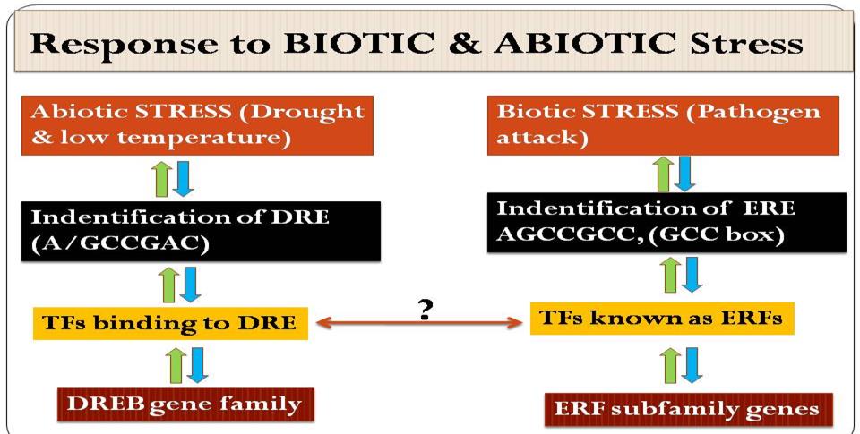 Figure 1: Response of ERF and DREB gene families to biotic and abiotic stress.