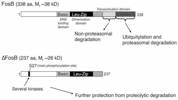 Figure 3: Biochemical basis of ∆FosB’s unique stability. ∆FosB is formed by deletion of some portion of FosB as shown in the figure, which provides the unique stability to ∆FosB [29].
