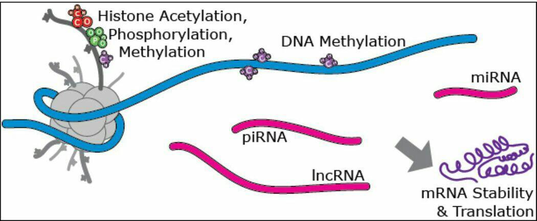 Figure 4: Molecular epigenetic modifications. Histone modifications like acetylation, methylation, phosphorylation etc and the non-coding RNA and the DNA itself convey the epigenetic information and coordination between DNA and transcription and chromatin modification machinery (Adapted from Griffiths, et al.)[40,8].