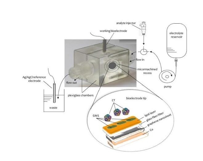 Figure 1: Schematic of the experimental set-up for the detection of cholera toxin [From Reference 16 with permission]