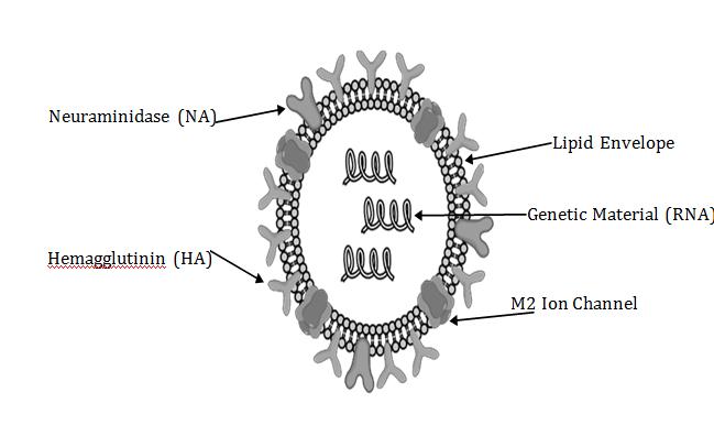Figure 1: Features of influenza a virion structure. The RNA is contained in a helical capsid, which is enveloped and has two types of glycoprotein peplomers (HA and NA) on the surface in a 4:1(HA: NA) ratio.