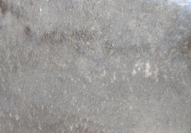 Figure 1: Cattle affected with severe tick infestation.