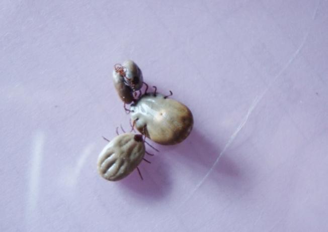 Figure 2: Recovered ticks from the cattle.