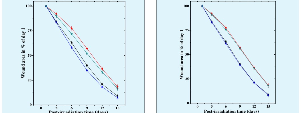 Figure 4: Acceleration of healing of deep cutaneous excision wound in mice treated with 100 mg/kg body weight hesperidin before exposure to 6 Gy of γ- radiation. Squares: Carboxymethylcellulose; Circles: Hesperidin; Up triangles: Carboxymethylcellulose +Irradiation and Down triangles: Hesperidin +Irradiation.
