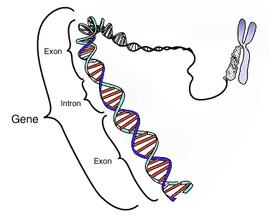 Figure 1: Gene Structure (Source Wikipedia.com, 2014). At that time DNA has been discovered and was known to reside only on chromosomes, but people have not yet realized that DNA was linked to genes [13,14]. Through Oswald Avery's study of Pneumococcus bacteria, and Alfred Hershey and Martha Chase with T2 bacteriophage virus, did people know that DNA was a genetic material. In the 1940s, George Beadle and Edward Tatum experimented with Neurospora crassa. From these experiments, Beadle and Tatum could draw hypotheses that genes encode enzymes, and they conclude that one gene synthesizes one enzyme or one gene-one enzyme theory [15]. A few decades later, it was discovered that genes encode proteins that not only function as enzymes and some proteins were composed of two or more polypeptides [16,17]. With these findings, Beadle and Tatum's opinion, one gene-one enzyme theory, has been modified into the theory of one gene-one polypeptide or one gene-one polypeptide theory. In eukaryotic cells, the gene consists of the transcriptional initiation regulatory domain, comprising the following: GCCACACCC series, ATGCAAAT, GC boxes, CCAAT boxes and TATA boxes, introns, and exons that were encoded protein areas that could be transcribed overlapping or nonoverlapping [18]. For example, in a code with three series of nucleotides, as triplet codons i.e. AUU GCU CAG, it could be read nonoverlapping as AUU GCU CAG or read overlapping as UGC UUG UGC GCU CUC CAG. Although in about 1961, it has been found that amino acids coded by codons by nonoverlapping have found different proteins transcribed with shifting overlapping codons, as well as the final regulatory domain of the transcription [19]. Gene expression was the process by which the information codes present in the gene were converted into proteins that operate only within the cell [11]. Gene expression consists of two stages: the process of making RNA copies or transcription and polypeptide synthesis processes specifically in the ribosome or translational. The process of transcribing DNA into mRNA and translating mRNA into a polypeptide was called the central dogma. The central dogma applies to prokaryotes and eukaryotes [20]. However, in eukaryotes, there was an additional stage that occurs between transcription and translation called the pre-mRNA stage. The pre-mRNA stage was to select the mRNA to be sent out of the nucleus to translate in the ribosome [21]. The exon was the mRNA to be sent out of the nucleus to be translated, while the introns were the mRNAs that will remain in the nucleus because it was likely that the mRNA will form a protein that was not functional if it was translated. Intron will then break down again to form a new mRNA chain. It was also known that some of the so-called mutations could occur in the process of expression of this gene (Figure 2) [22].