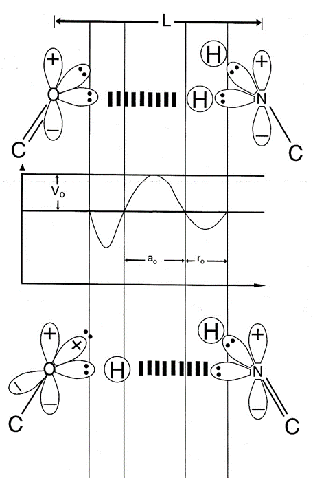 Figure 1: Schematic of “metastable” keto-amino and “ground state” enol-imine hydrogen bonds. The anti-entanglement hypothesis asserts that entangled superposition quantum states occupying ~ 37°C, _in vivo_ environments encounter decoherence before entangled coherent states could functionally contribute quantum enhancements to susceptible reactive biological processes; so, quantum entanglement phenomena do not significantly contribute to _in vivo_ biological processes [26- 31]. This hypothesis is falsified by Grover’s-type [20] measurements of EPR-generated, entangled proton qubit- pairs, which specify entanglement-enabled information processing and evolution of rat and human microsatellites [16-21]. In these cases, metastable hydrogen bonded amino (–NH2) genome protons encounter quantum uncertainty limits, Δx Δpx ≥ ħ/2 [32-33]. The resulting quantum mechanical proton – proton interaction introduces probabilities of EPR-arrangements, _keto-amino_
