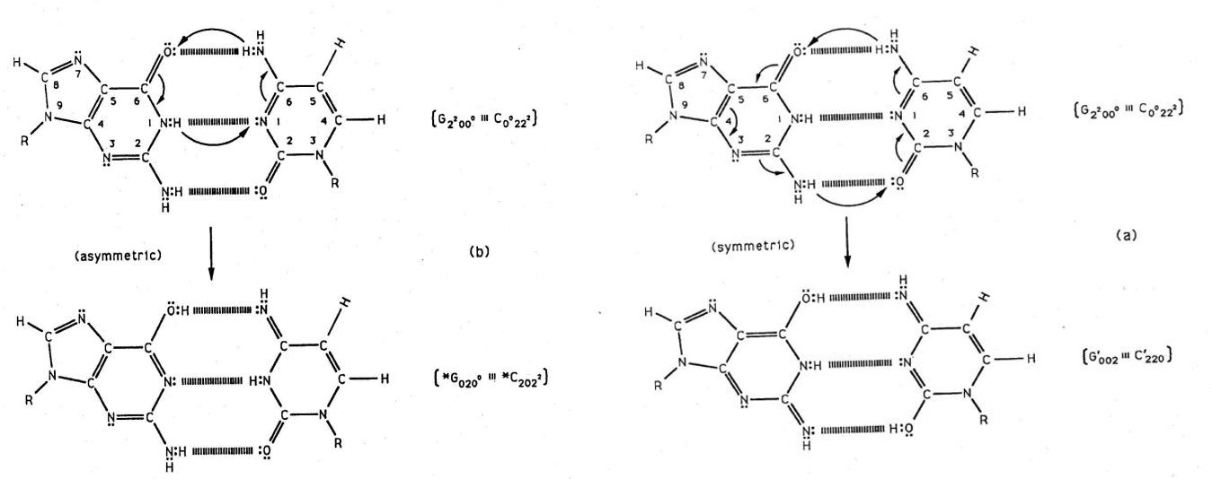 Figure 2: Symmetric (a) and asymmetric (b) channels for EPR-generated proton exchange ─ electron arrangement at a G-C site. a) Symmetric channel for proton exchange tunneling electron rearrangement, yielding two enol-imine hydrogen bonds between complementary G-C. Here an energetic guanine amino proton initiates the reaction. (b) The asymmetric exchange tunneling channel, yielding the G-C “hybrid state” containing one enol-imine and one keto-amino hydrogen bond. An energetic cytosine amino proton initiates reaction in this channel. An annulus of reaction is identified by arrows within each G-C reactant duplex. Electron lone-pairs are represented by double dots, :. Subscript notation for *G0200, etc. is given in Figure 3 legend.