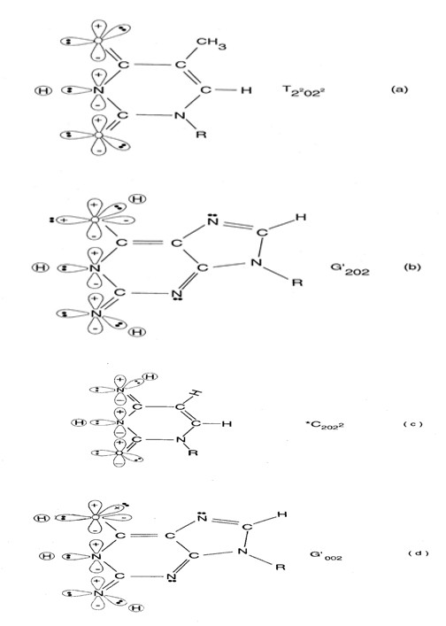 Figure 5: Approximate proton−electron hydrogen bonding structure “seen by” Grover’s [20] enzyme quantum reader in intervals, δt << 10–13 s, encountering (a) normal thymine, T22 0 22; (b) enzyme-entangled enol-imine _G'2 0 2_; (c) enzyme- entangled imino cytosine, _*C2 0 2__2_, and (d) enzyme- entangled enol-imine _G'0 0 2_. Notation is specified in Figure 3 legend. In intervals, δt << 10−13 s, the enzyme quantum processor measurement apparatus “traps” entangled _G′_ imine and/or enol protons — I and IV — in DNA grooves, specified by state │−>, and consequently, the position state, │−> or │+>, is instantaneously specified for the four entangled **_G′-C′_** protons: I, IV and II, III. In column **A** of Table 1 an entanglement state between the quantum reader and a “groove” proton is indicated by superscript, “*”, e.g., |*−+−+>, identifies **_G´_** proton I as the enzyme – entangled “groove” proton. The “new” entanglement state between the quantum reader and the “trapped” proton enables enzyme quantum coherence to be immediately exploited in implementing an entangled enzyme quantum-search, Δt′ ≤ 10_−14_ s, which ultimately specifies the **_ts_** as **_G′0 0 2_** _→ C,_ **_G′2 0 2_** _→ T_ or **_G′2 0 0_** _→ G_ (Table 1). The specificity of each **_ts_** is governed by the entangled enzyme quantum search selecting the _correct_ incoming tautomers ─ _syn_-G22 2 #, _syn_-A00 2 #, C00 2 22 ─ respectively, for proton qubit eigenstates ─ **_G′0 0 2, G′2 0_** **_2, G′2 0 0_** ─ illustrated in Figure 3, Tables 1 & 2 [17- 18,35-36]**.** Natural selection has exploited entanglement properties of EPR-generated entangled proton qubits which allow enzyme – proton entanglement to specify, and implement, results of an entangled enzyme quantum search in intervals, Δt′ ≤ 10_−14_ s [10-12,16-20]. This mechanism implies that enzyme – proton entanglement implementation of an enzyme quantum search would _not_ be successful without instantaneous specification of the four **_G′ C′_** entangled proton qubit states determined by quantum reader “measurements” on the two **_G′_**-proton qubits, I and IV, associated with the transcribed strand [10-12] (Table 1).