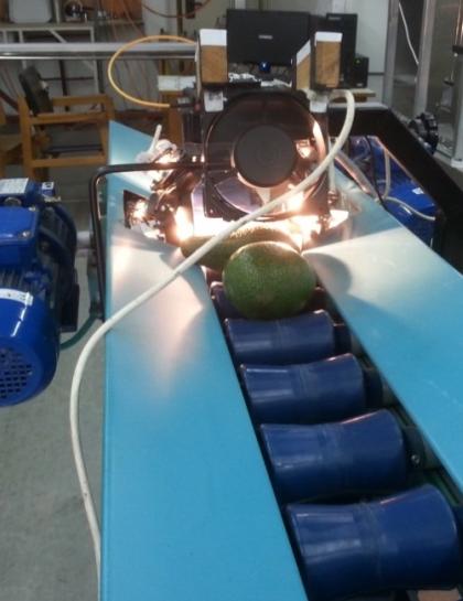 Figure 1: Measuring compartment on prototype of avocado sorting conveyer. The tested fruits included dates, apples, avocados, mangos and papayas. The different fruits were evaluated on different suited conveyors. Spectral models were developed using chemometrics such as PLSR and PLS-DA. The developed models were assimilated in the controller PC of the sorter. For measurements of avocados and apples, a oneline conveyor was built using commercials "grommet" rollers. Preliminary tests led to a combination of six 50W halogen bulbs illumination installed for comprehensive lateral radiation (Figure 2). Figure 2 presents the new "grommet" developed in this study to improve the conveying track of non-spherical fruits such as avocado. On this conveyor avocado fruits ('Ettinger', 'Reed' and 'Hass' cultivars) were tested in motion with full rolling under the spectrometer and with zero roiling. The major experiments for avocados were conducted with the SWIR spectrometer. For laboratory measurements fruit samples were cut to halves and 10 grams from the flesh were taken in petri dishes for drying on 70°C for 48 h in conventional forced air oven. From weighing the samples before and after drying, dry matter content was calculated. For fruit samples Total Soluble Solids (TSS) content was measured at the related area by digital optical refractometer (Atago PR-1).