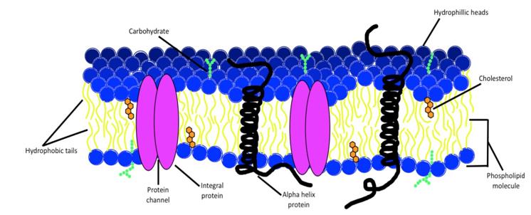 Figure 1: Schematic illustration of a plasma membrane demonstrating some of the complexities embedded within composition tuning, making it possible to start with the phospholipid bilayer followed by slowly introducing membrane components to investigate their contribution to the cell. These models have vasty contributed to the advancement of biotechnology in the field of healthcare, environmental monitoring and energy storage [12]. Ion Channel Switch (ICS) biosensors used in pathogen detection [13,14], diffusion controlled drug delivery membranes [15,16] and dialysis membranes [17] barely scratch the surface of artificial membrane applications. Various methods have been developed to form different types of artificial lipid membranes including black lipid membrane (BLM), supported lipid bilayer membrane (s-BLM), hybrid bilayer lipid membrane (h- BLM) and tethered bilayer lipid membrane (t-BLM) [18]. BLMs were developed over 40 years ago and have substantially contributed to the current understanding of biological membranes. Unfortunately, the free- standing planar film that constitutes the BLM causes such an unstable lifetime (<1 hour) making it an outdated method compared to the s-LBM [19]. Solid substrates are often used to support the s-LBM, providing mechanical stability to allow for vigorous experimentation including electrochemical techniques [12]. Various materials can serve as membrane supports such as gels, mica, ceramics, silicon or noble metals [6]. The primary limitation of supported bilayers is the extensive hydrodynamic coupling between the bilayer and substrate resulting in a lower diffusion coefficient [20]. To circumvent this problem t-BLM are used as they don’t encounter substrate compatibility limitations that affect the diffusion coefficient [21].