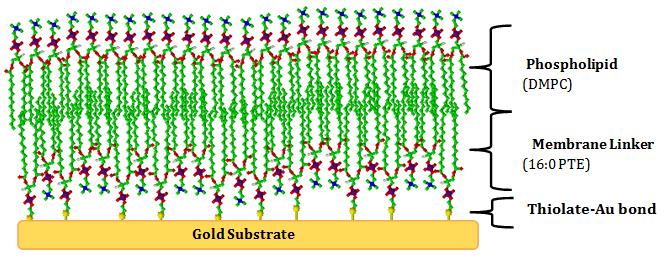 Figure 2: Schematic representation of a tethered bilayer lipid membrane in aqueous solution. 1,2-dipalmitoyl-sn- glycero-3-phosphothioethanol (16:0 PTE) with sulphur group bound to gold substrate causing the phospholipids to