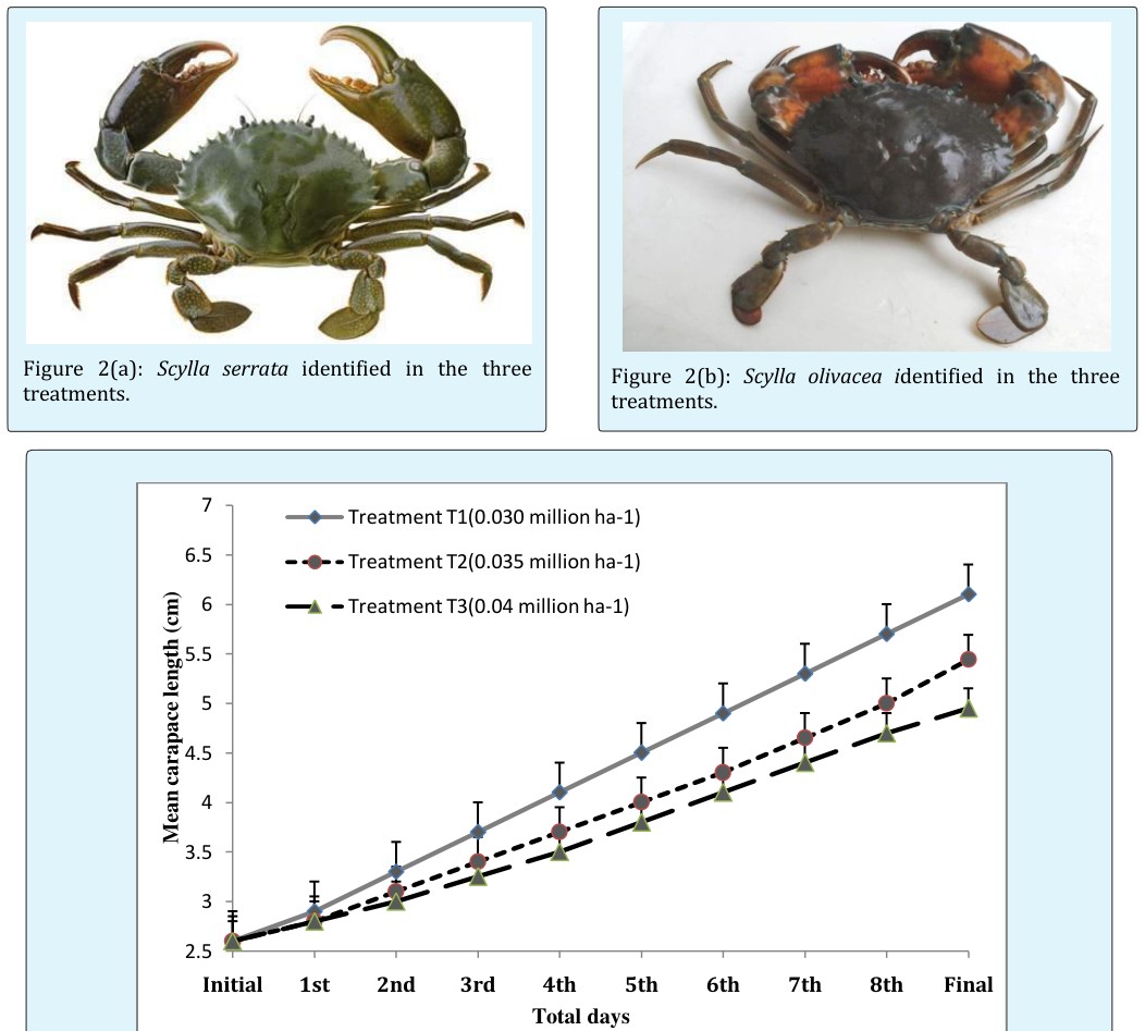 Figure 3: 15 day’s interval means Carapace length (cm) of mud crab juvenile genera Scylla under different density.