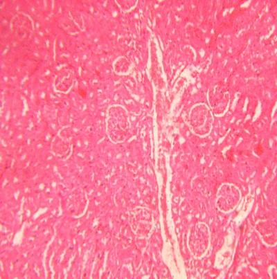 Figure 8: Normal glomeruli and kidney tubules in rats treated with L-ascorbic acid (H&E 100X)