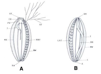 Figure 3: Effect of different temperatures on fission rate of Holothuria arenicola divided parts resulted from fission induction.