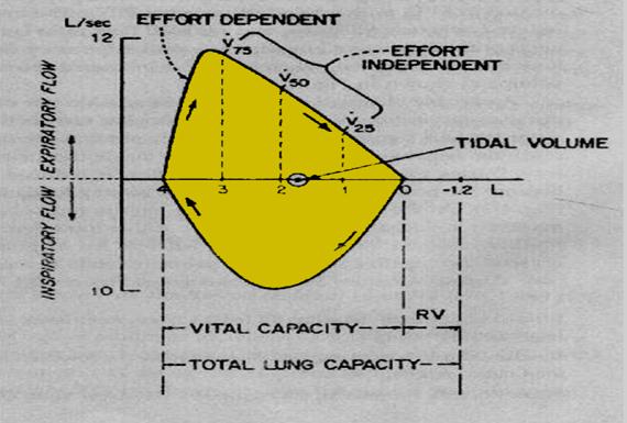 Figure 8: Flow Volume loop.
