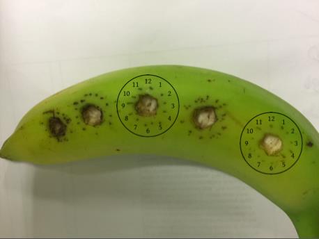 Figure 1: The banana (low fidelity simulation model). Participants visualised a clock and tried to hit every hour on the hour.