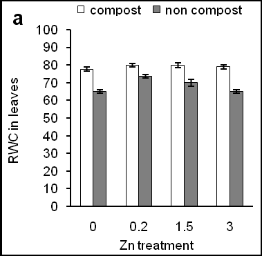Figure 2: Effects of Zn on chlorophyll content in leaves of sweet potato in the presence of compost (open bars) and absence of compost (closed bars).