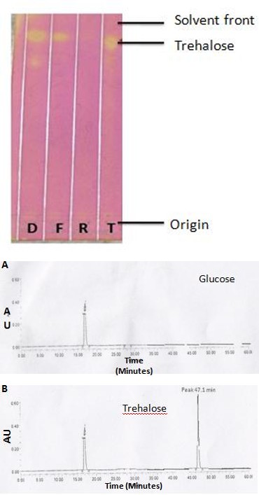 Figure 2: Identification of sugars during different stages of resurrection in _C. albomarginata_ by TLC. These results suggest that trehalose accumulates during dry stage, and gets metabolized during rehydration, resulting in the disappearance of the spot